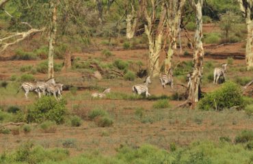 zebra's tijdens wandelsafari Pafuri ©All for Nature Travel