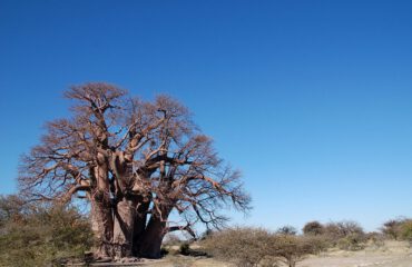 Baobab Makgadikgadi Pans ©All for Nature Travel