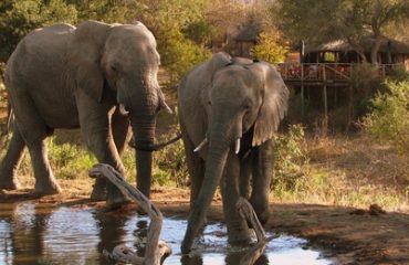 Umlani olifanten aan de drinkplaats