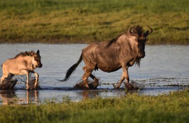 wildebeest Liuwa met dank aan Dhr Beets