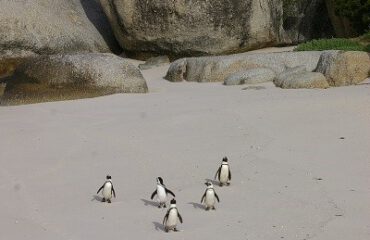 Afrikaanse pinguins ©Stichting Rugvin