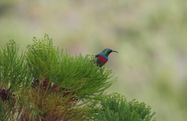 Sunbird Knysna ©Stichting Rugvin