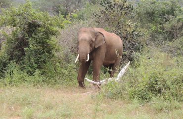 Asiatic Elephant Mudumalai National Park