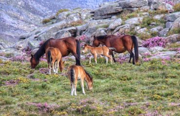 Garrano's wilde paarden Geres NP © Charming Villages