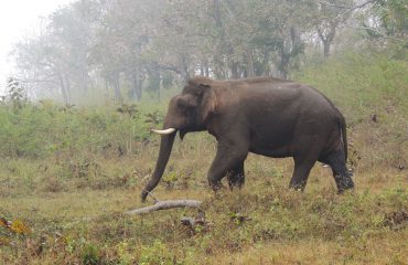 Asiatische olifant Mudumalai National Park