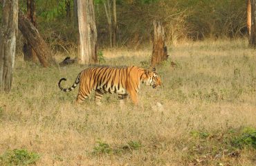 Tijger (Panthera tigris) Nagarhole National Park