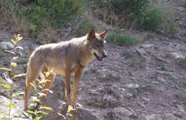wolf in Wolf Sanctuary in Pueblo de Sanabria @AllforNatureTravel