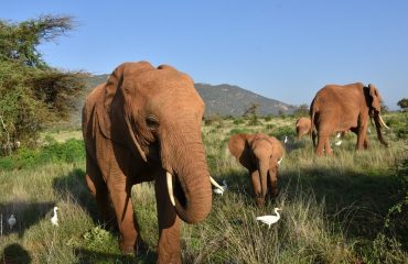 Mara Elephant Project