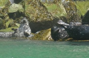 harbour seal Knight Inlet ©All for Nature Travel