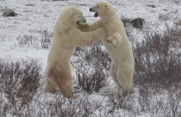 IJsberen play fighting ©Frontiersnorth