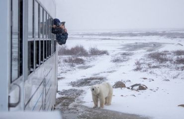 IJsbeer bij de Tundra Buggy ©AlexCupeiro