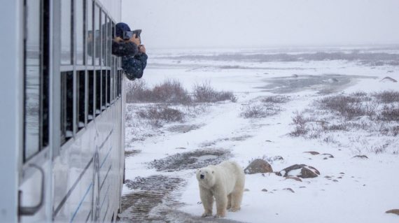 IJsbeer bij de Tundra Buggy ©AlexCupeiro