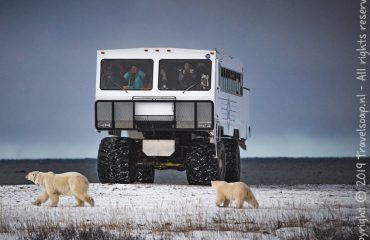 ijsberen voor de tundra buggy ©KiekeMaarschalkerwaard