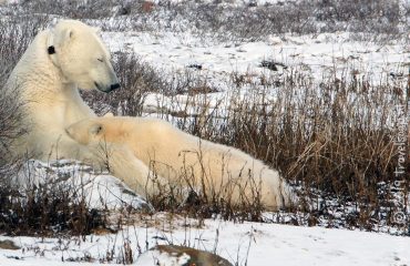 ijbeermama zoogt ©KiekeMaarschalkerwaard