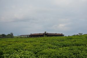 reis Rwanda, chimpanseetrekking Rwanda, Nyungwe House, Nyungwe NP