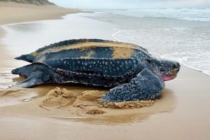 Leatherback bij Thonga Beach Lodge, iSimangaliso Wetland Park