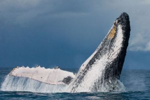 Walvis spotten bij Thonga Beach Lodge