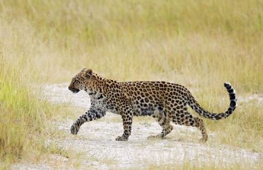 Luipaard Okavango