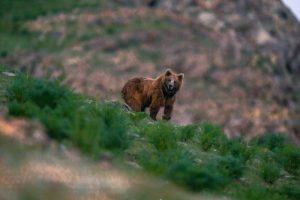 Himalayan brown bear_edited ©kavaljit singh photography