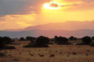 natuur Queen Elizabeth National Park