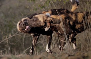 Wild-dogs-playing-together ©Charlie-Potter