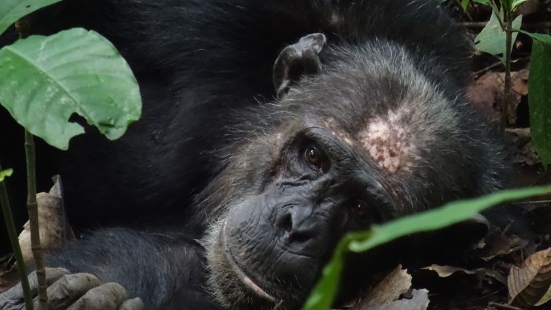 chimpansee Tanzania