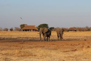 Camp Hwange, Hwange NP, safari Zimbabwe