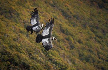 Condors Torres del Paine
