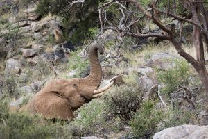 Kenia reis, kenia safari, olifant reis, olifant safari, samburu