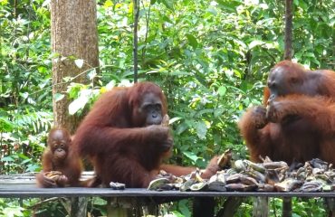 Feeding platform Tanjung Puting ©All for Nature Travel