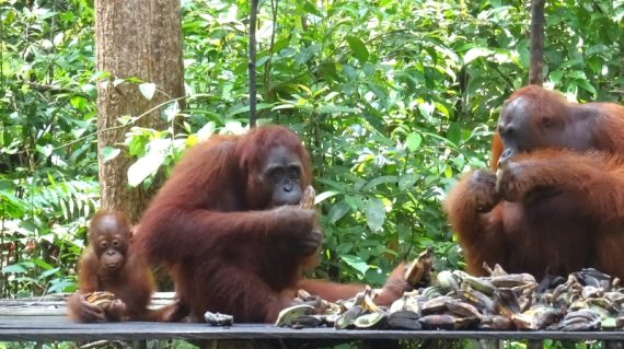 Feeding platform Tanjung Puting ©All for Nature Travel