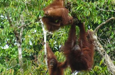 spelende orang-oetans bij BOSF ©All for Nature Travel