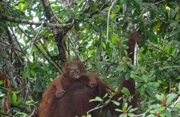 Orang-oetan moeder bij BOSF ©All for Nature Travel