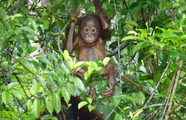 Baby orang-oetan maakt zijn eerste stapjes bij BOSF ©All for Nature Travel