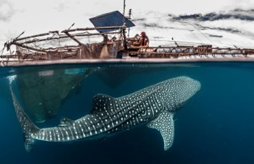 Bagan Shark