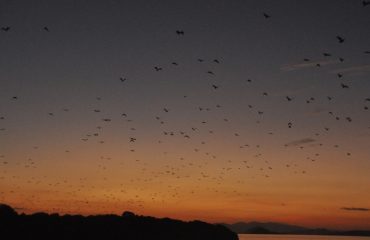 Flying Foxes ©All for Nature Travel