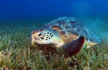 Green Turtle