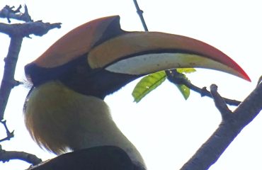 Indian Greater Hornbill ©All for Nature Travel