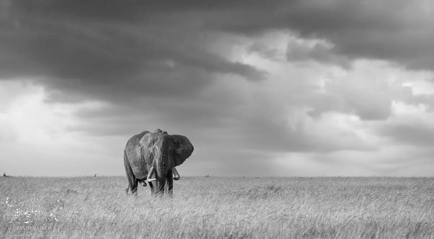 Big Tusker Kegol ©Panthera-Photo-Safari