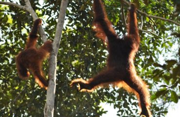 Orang-oetan Borneo ©All for Nature Travel