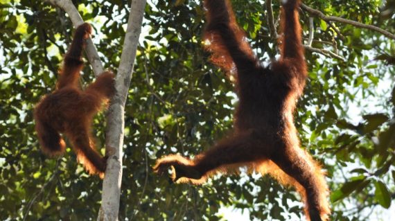 Orang-oetan Borneo ©All for Nature Travel