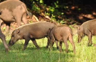 Bush Pigs Borneo ©All for Nature Travel