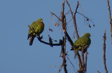 green pigeon ©All for Nature Travel