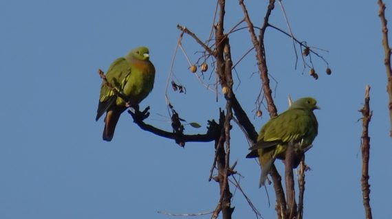 green pigeon ©All for Nature Travel