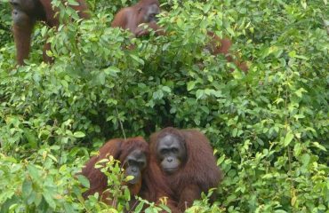 opvang orangutans BOS Foundation