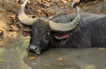 Wilde Buffel Komodo ©All for Nature Travel