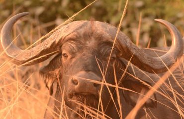 Buffel South Luangwa ©All for Nature Travel