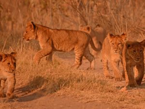 Zambia, zambia reis, zambia safari, leeuw, hyena, wilde hond, luipaard