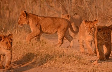 Cubs Busanga  ©AllforNature