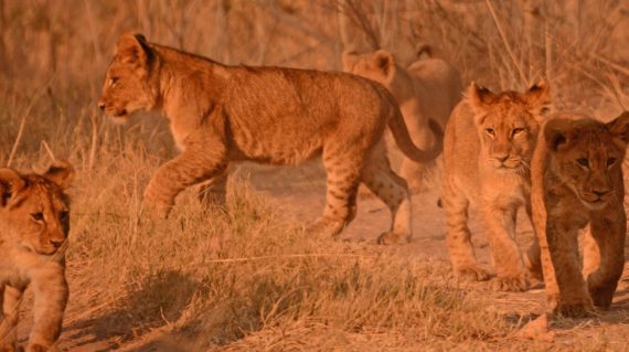 Cubs Busanga  ©AllforNature